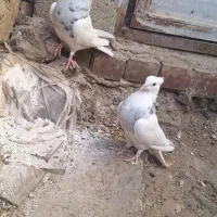 طوقی