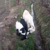 یک راس بز با دو بزغاله نر