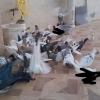 کبوتر.کفتر|پرنده|قم, چهل درخت‎|دیوار