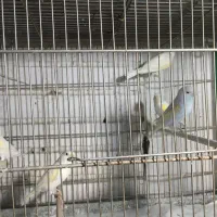 قناری ماده موزاییکی اورجینال