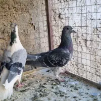 کبوتر|پرنده|اصفهان, امیرعرب|دیوار