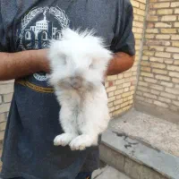 خرگوش|موش و خرگوش|شاهینشهر, عطار|دیوار
