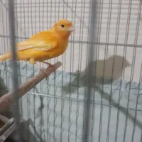 قناری(رسمی بلند،رد فاکتور،گلستر )