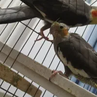 عروس  هلندی مولد با جوجه