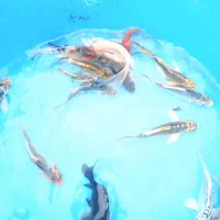 پخش بچه مآهی کُوی یال دار تک رنگ در ایران|ماهی|خمینیشهر, |دیوار