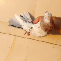 کفتر کبوتر پرشی گرفتنی سرور کله دم سبز