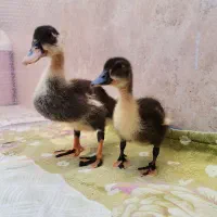 جوجه اردک یک ماهه