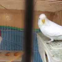 مرغ عشق