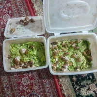 حلزونهای افریقایی آچاتینا مولد و پیش مولد|خزنده|کرج, پیشاهنگی|دیوار