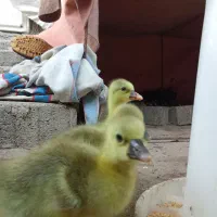 جوجه بوقلمون و جوجه غاز و بوقلمون