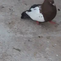 کبوتر یبال سفید