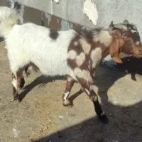 بز دو رگ پاکستان عالی شیرده