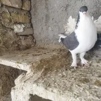 کفتر|پرنده|شیروان (خراسان), |دیوار