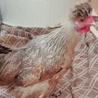 دو عدد مرغ تخمگذار