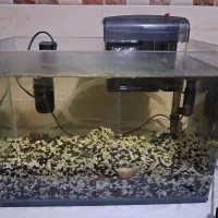 آکواریوم همراه دوعدد ماهی پلار تخم گذار