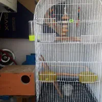 قفس بزرگ و لانه ی تخم گذاری عروس هلندی