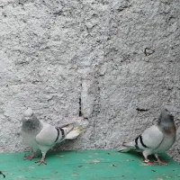 کفتر یا کبوتر|پرنده|تربتحیدریه, ۴۵ متری|دیوار