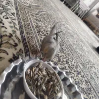 عروس هلندی نر سرحال