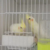 طوطی عروس|پرنده|تربت‌حیدریه, قائم|دیوار