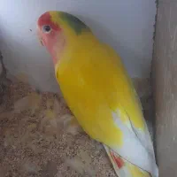 جفت کوتوله زرد صورت هلویی|پرنده|خواف, |دیوار