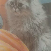 گمشده