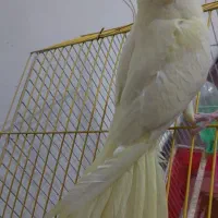 جوجه عروس هلندی بازیگوش|پرنده|دهلران, |دیوار