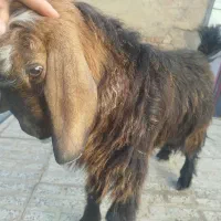 بز نرو ماده