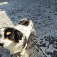 توله سگ|سگ|تهران, شهرآرا|دیوار