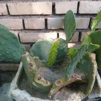 گل کاکتوس،
