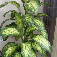 گل دیفین با خیا 6ساله در حد 2مترو نیم