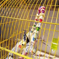 عشق بازای هلندی|پرنده|تهران, وحیدیه|دیوار