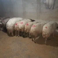 میش وبره|حیوانات مزرعه|کارزان, |دیوار