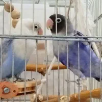 طوطی برزیلی رنگ خاص|پرنده|قم, حنیف نژاد|دیوار