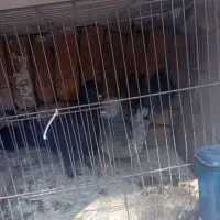 پر سر قدیم|پرنده|شهرکرد, |دیوار