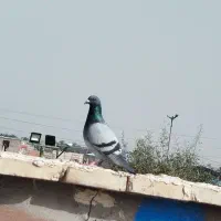 پلاکی|پرنده|باوی, |دیوار
