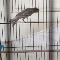 قناری نر نقره آبی|پرنده|اندیشه, شهرک المهدی|دیوار