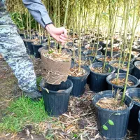 خیزران ریشه پرس|خدمات باغبانی و درختکاری|رانکوه, |دیوار