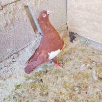 سرک سرخ دم سفید|پرنده|شیراز, ریاستی|دیوار