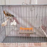 سهره قناری نر