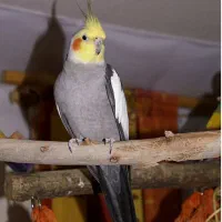 گمشده
