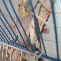 عروس هلندی|پرنده|سرپل ذهاب, |دیوار