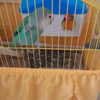 برزیلی نر ماده تخم گزار