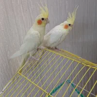 دوعدد عروسی هلندی ماده