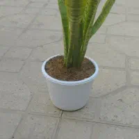 گل سنساریو