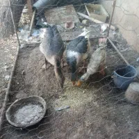 قو قاز نر و غاز محلی ماده و یک عدد اردک نر رایگان|حیوانات مزرعه|هریس, |دیوار