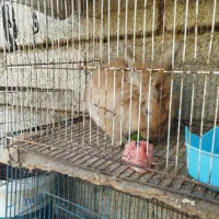 یه خرگوش لپ تپل پشمالو کاراملی