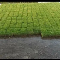 فروش نشا برنج