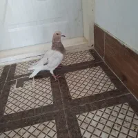 کله هماماده