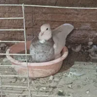 کبوتر طوقی|پرنده|میبد, |دیوار