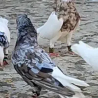 سرخ و زرد|پرنده|رشت, آزادگان|دیوار